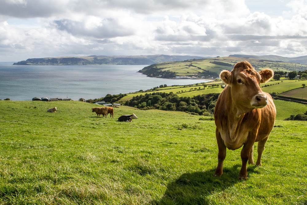 Read more about the article CATTLE FARMING IN IRELAND