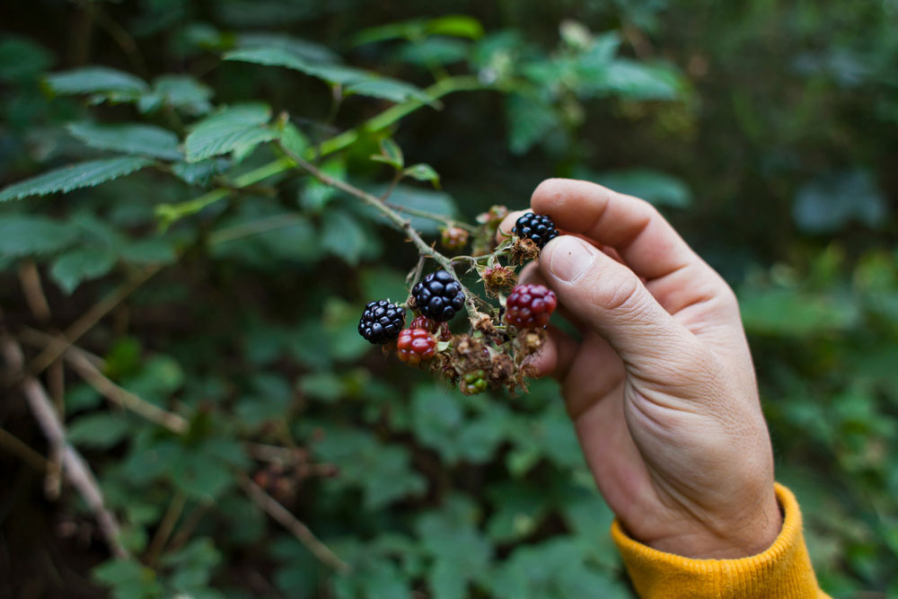 foraging-for-blackberries-a-popular-pastime-in-Ireland