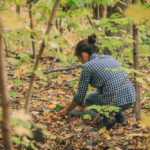 THE ART OF FORAGING IN IRELAND: DISCOVERING WILD FOODS AND EDIBLES