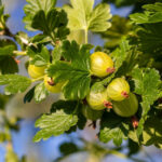 FRUITFUL CHRONICLES: EXPLORING IRELAND’S ORCHARD BOUNTY AND SEASONAL DELICACIES