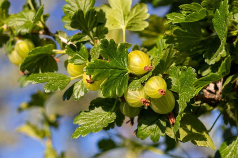 Read more about the article FRUITFUL CHRONICLES: EXPLORING IRELAND’S ORCHARD BOUNTY AND SEASONAL DELICACIES