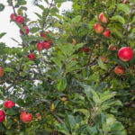 FROM BLOSSOM TO BITE: NAVIGATING THE LIFE CYCLE OF IRISH APPLES