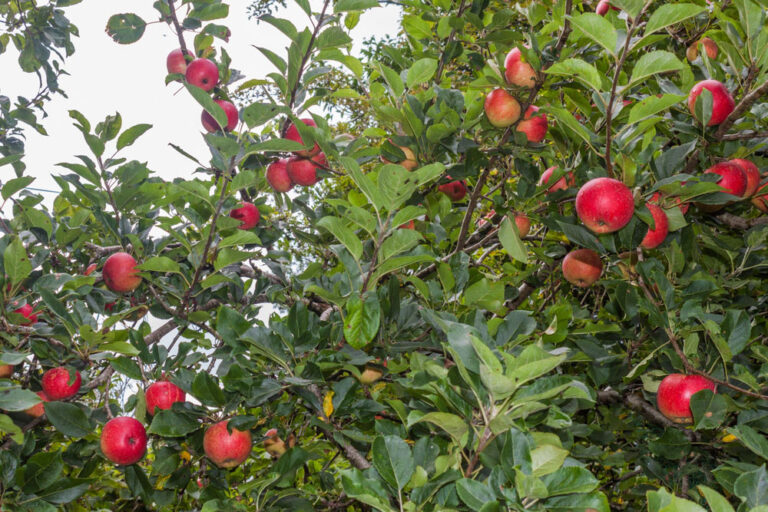 Read more about the article FROM BLOSSOM TO BITE: NAVIGATING THE LIFE CYCLE OF IRISH APPLES