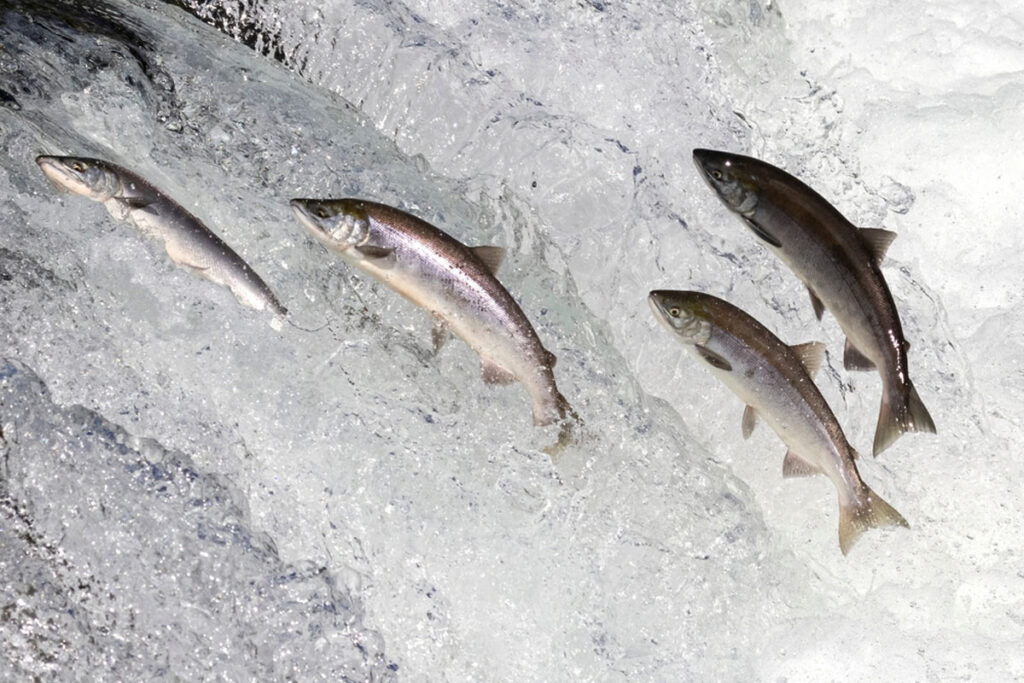 FLOWING THROUGH HISTORY: THE SIGNIFICANCE OF SALMON IN IRISH FOOD CULTURE