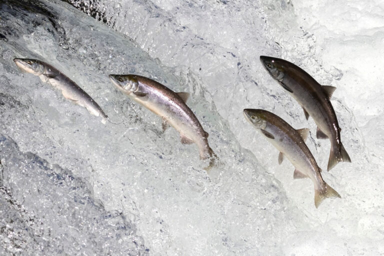 Read more about the article FLOWING THROUGH HISTORY: THE SIGNIFICANCE OF SALMON IN IRISH FOOD CULTURE