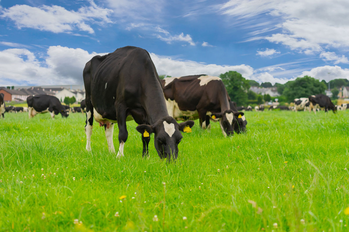 You are currently viewing SUSTAINABLE FOOD PRACTICES IN IRELAND